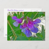 ビーチピー（ラティルス・マリティムス）コーディネート項目 ポストカード (正面/裏面)