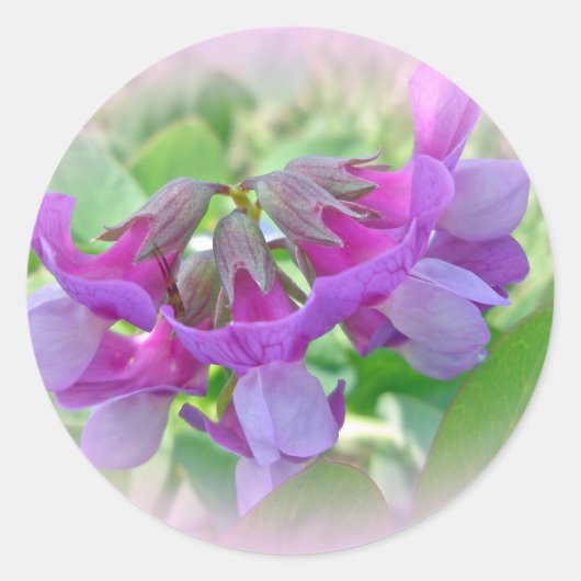 ビーチピー – Lathyrus japonicus - Wildflower ラウンドシール (正面)