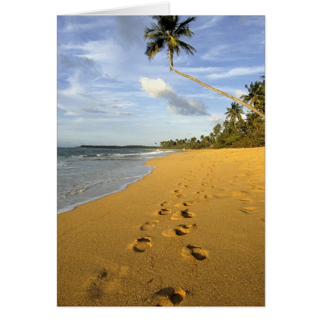 ビーチプエルトリコ (正面)