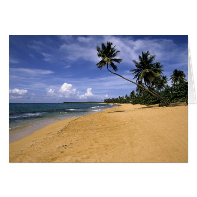 ビーチプエルトリコ2 (正面横)