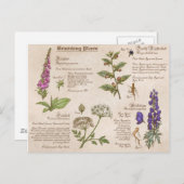 ビーチングプラントフィイルドガイド葉書 ポストカード (正面/裏面)