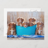 ビーチ上の子犬のバケツ ポストカード (正面/裏面)