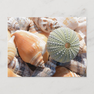 ビーチ土産 ポストカード