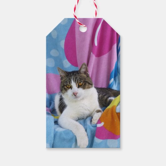 ビーチ毛布かわいこちゃん ギフトタグ (正面)