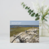 ビーチ流木はがき ポストカード (スタンド正面)