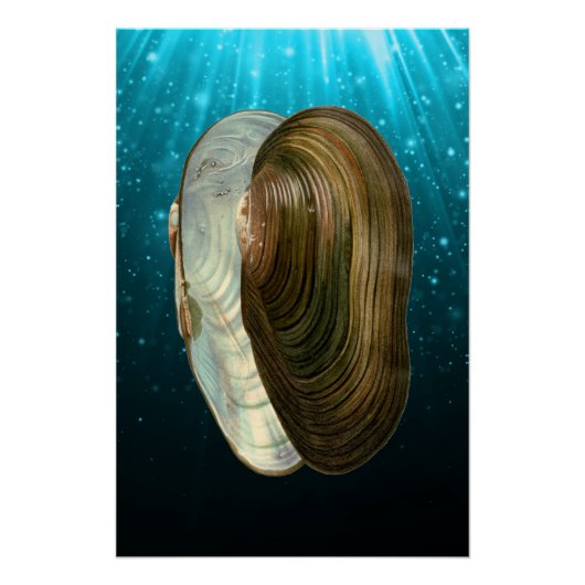 ビーチ海シーシェル ポスター (正面)