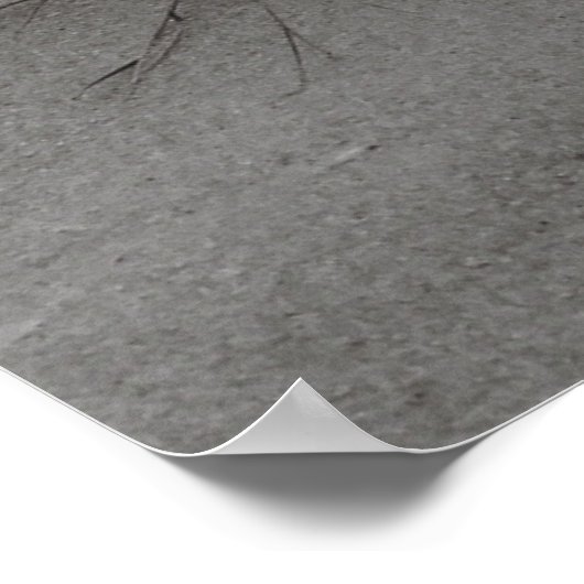 ビーチ草 ポスター (角)