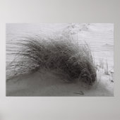 ビーチ草 ポスター (正面)