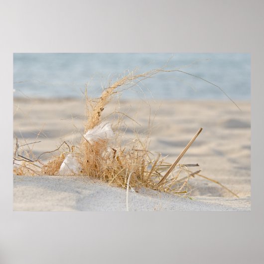 ビーチ草（羽毛） ポスター (正面)