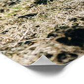 ビーチ近くの草の上に座る茶色の馬 ポスター (角)