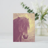 ビーチ馬 ポストカード (スタンド正面)