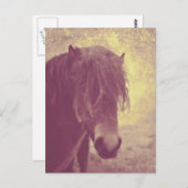 ビーチ馬 ポストカード (正面/裏面)
