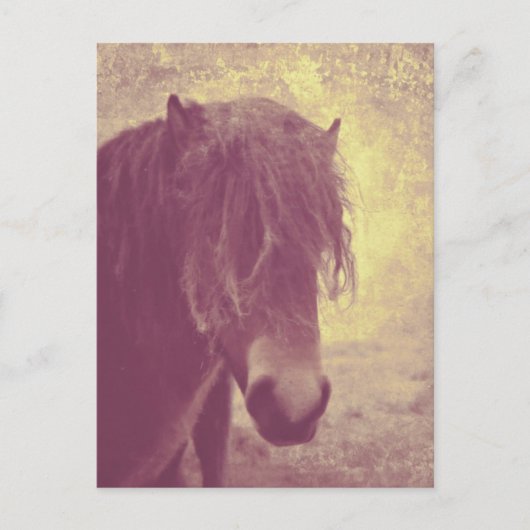 ビーチ馬 ポストカード (正面)