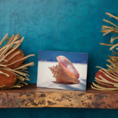 ビーチ2上のコンチシェル フォトプラーク (側面)