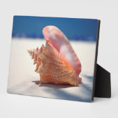 ビーチ2上のコンチシェル フォトプラーク (側面)