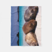 ビーチ|エクアドルで眠っているアシカ フリースブランケット (正面)