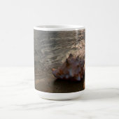 ビーチ|セントオーガスティン、Flのコンシュの貝 コーヒーマグカップ (中央)