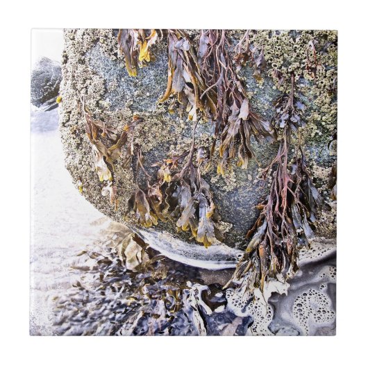 ビーチ タイル (正面)