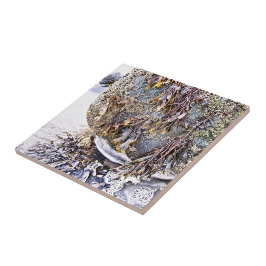 ビーチ タイル (側面)