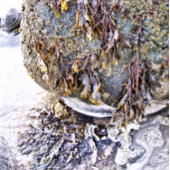 ビーチ トランプ