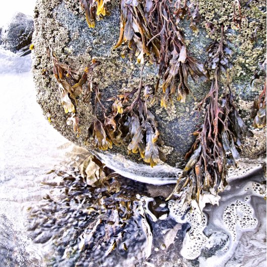 ビーチ トランプ