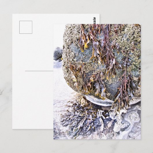 ビーチ ポストカード (正面/裏面)