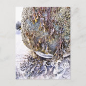 ビーチ ポストカード (正面)