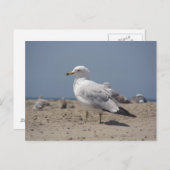 ビーチ ポストカード (正面/裏面)