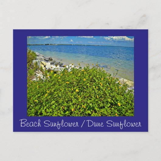 ビーチ ポストカード (正面)