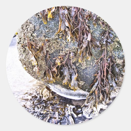 ビーチ ラウンドシール (正面)