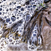 ビーチ、海藻、水砂 カフェラテマグ