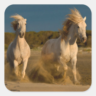 ビーチ Camargue、フランスで走っている白馬 スクエアシール