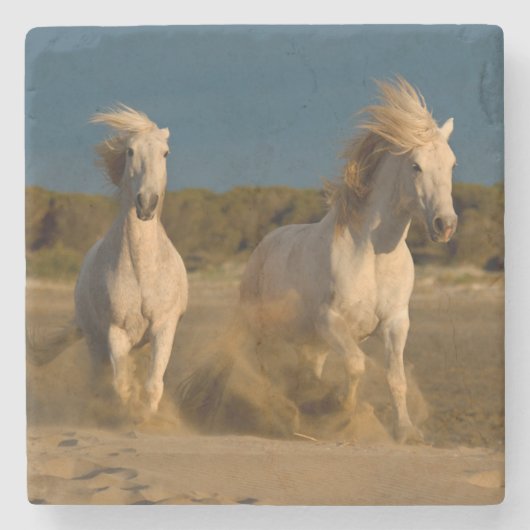 ビーチ| Camargue、フランスで走っている白馬 ストーンコースター (正面)