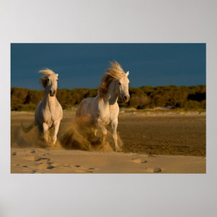 ビーチ Camargue、フランスで走っている白馬 ポスター