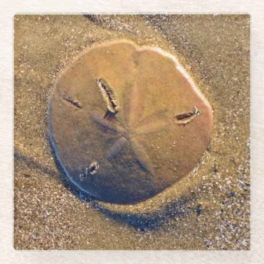 ビーチ| Hilton Head Islandで明らかにされる砂ドル ガラスコースター (正面)