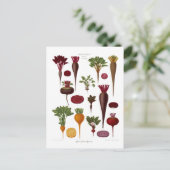 ビーツ ポストカード (スタンド正面)