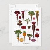 ビーツ ポストカード (正面/裏面)