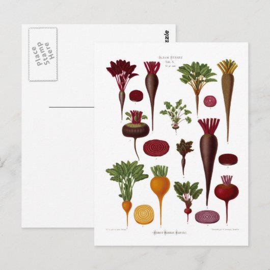 ビーツ ポストカード (正面/裏面)