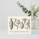 ビートの種類 ポストカード (スタンド正面)