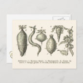 ビートの種類 ポストカード (正面/裏面)