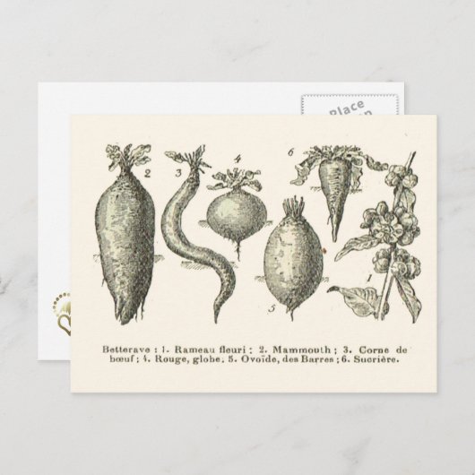 ビートの種類 ポストカード (正面/裏面)