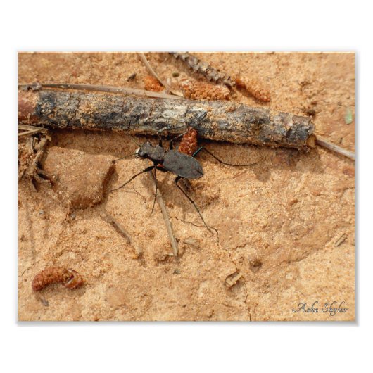 ビートル フォトプリント            (正面)