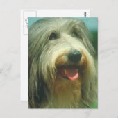 ビードコリー ポストカード (正面/裏面)