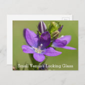 『ビーナスの外見がガラス紫の野草の葉書』 ポストカード (正面/裏面)