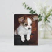 ビーナスの子犬 ポストカード (スタンド正面)