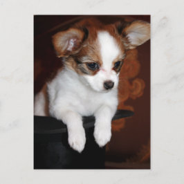 ビーナスの子犬 ポストカード