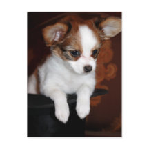 ビーナスの子犬