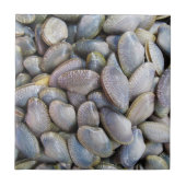 ビーナスクラム[หอยลาย] タイル (正面)