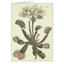 ビーナスフライトラップ植物学イラストレーション