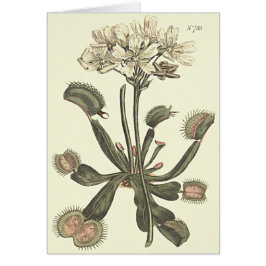 ビーナスフライトラップ植物学イラストレーション